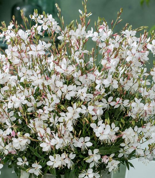 Gaura lindheimeri Gaudi® Medium White